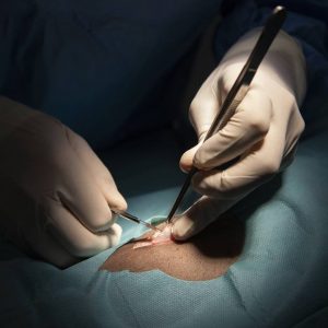 chirurgie nouveaux animaux compagnie