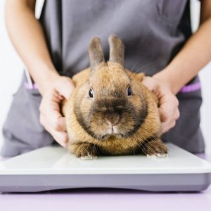 Veterinarian doctor is making a check up of a rabbit.